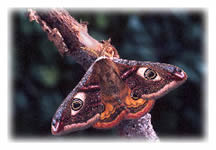 Emperor Moth