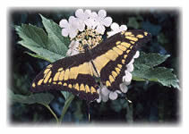 Giant Swallowtail Butterfly