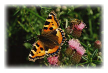 Small Tortoiseshell Butterfly (Aglais urticae)