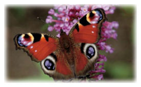 Peacock Butterfly