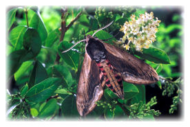 Privet Hawk-moth