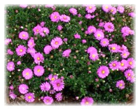 Michaelmas Daisy