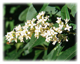 Privet flower