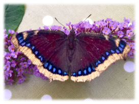 Mourning Cloak (Camberwell Beauty)