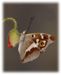 Purple Emperor Butterfly