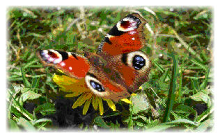 Peacock Butterfly Feeding on Dandelion