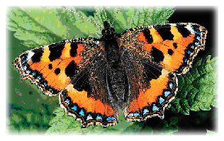 Small Tortoiseshell Butterfly feeding on Nettles